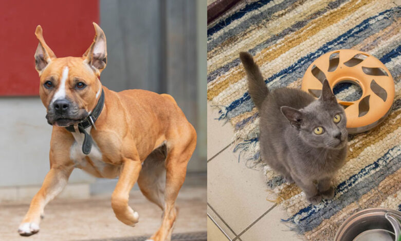 Cleo und Eliot © TiKo
